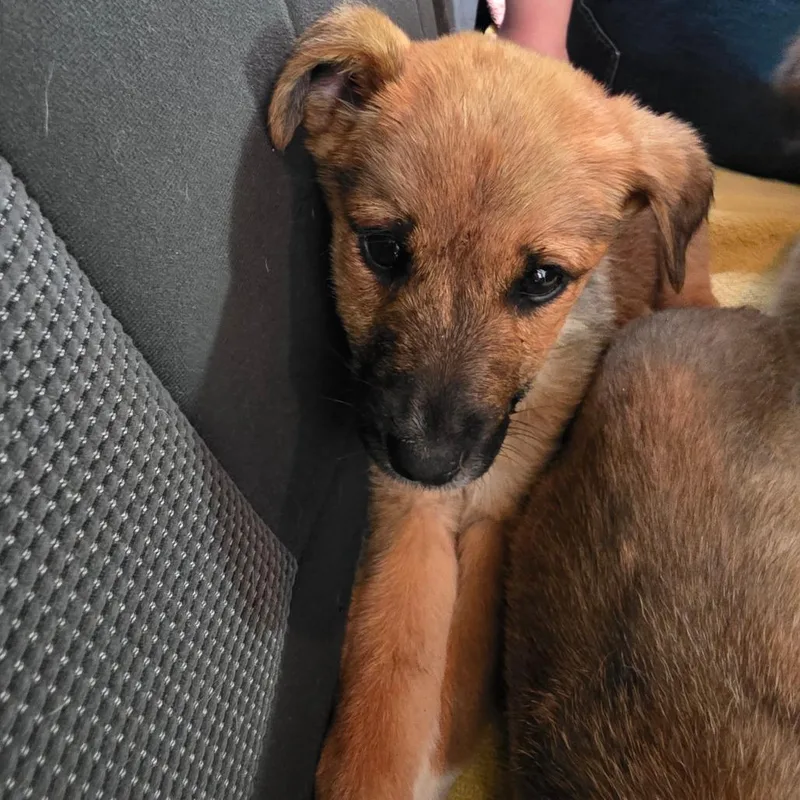 Silver Medal thumbnail 2