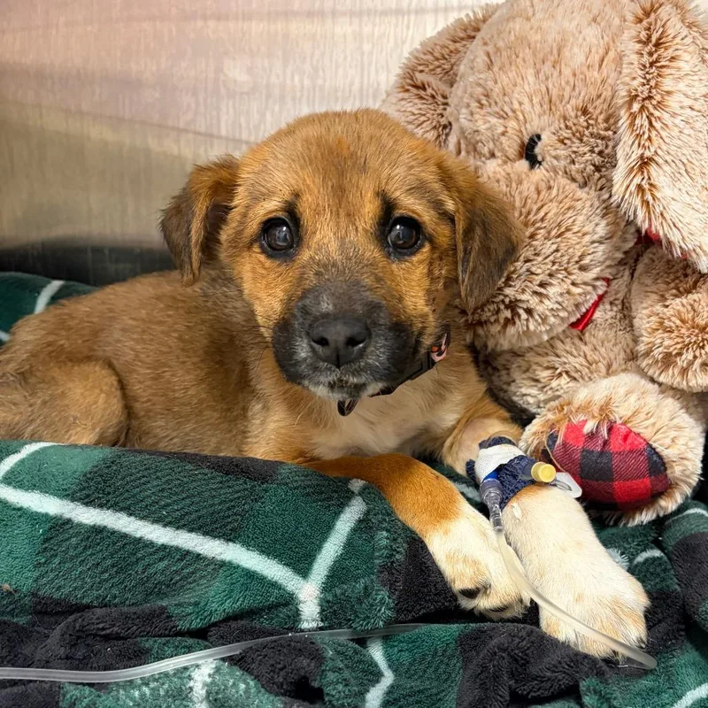 Silver Medal thumbnail 3