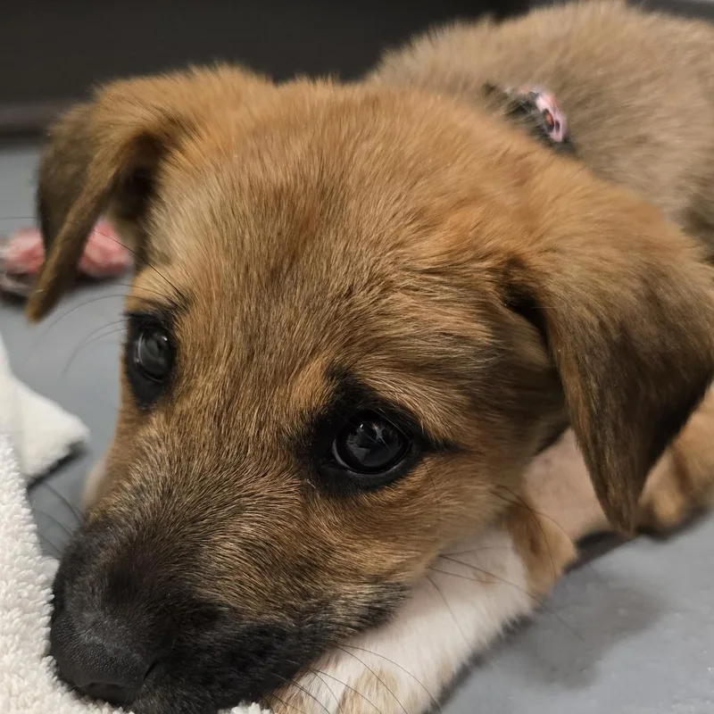 Silver Medal thumbnail 4