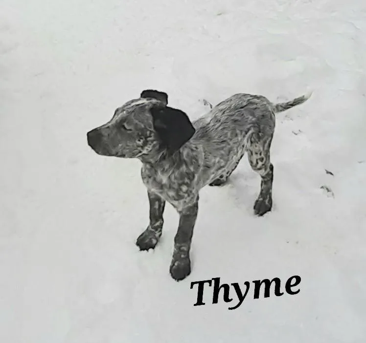Thyme thumbnail 4
