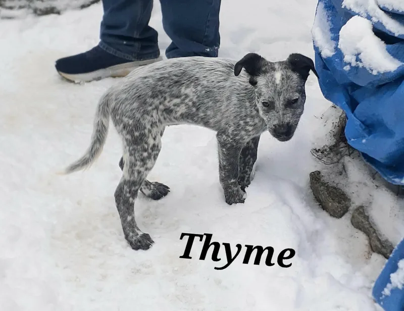 Thyme thumbnail 5