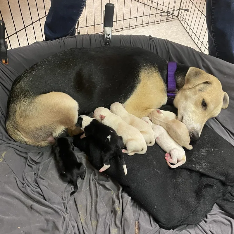 Princess Peach thumbnail 3