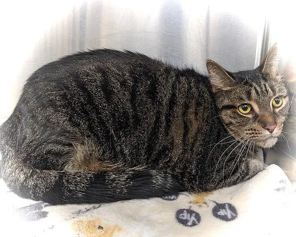 Tulio = Big  thumbnail 2