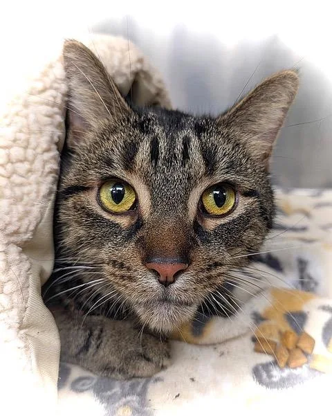 Tulio = Big  thumbnail 3