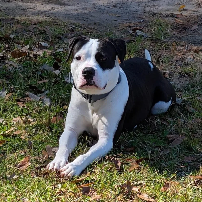 Chester A thumbnail 2