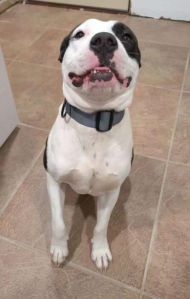 Chester A thumbnail 3