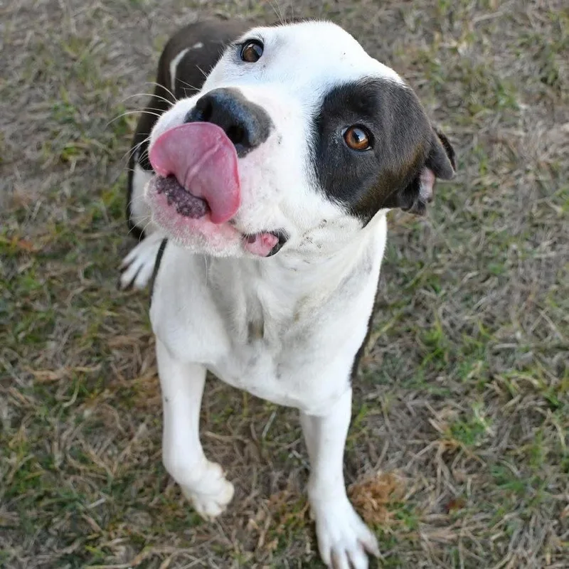 Chester A thumbnail 4