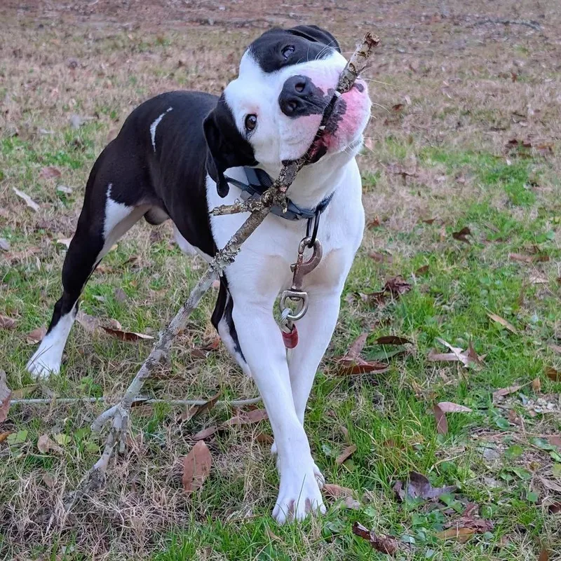 Chester A thumbnail 5