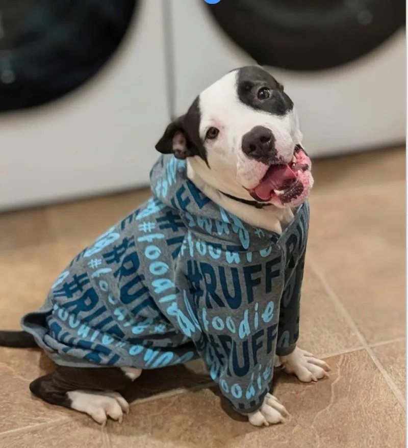 Chester A thumbnail 6