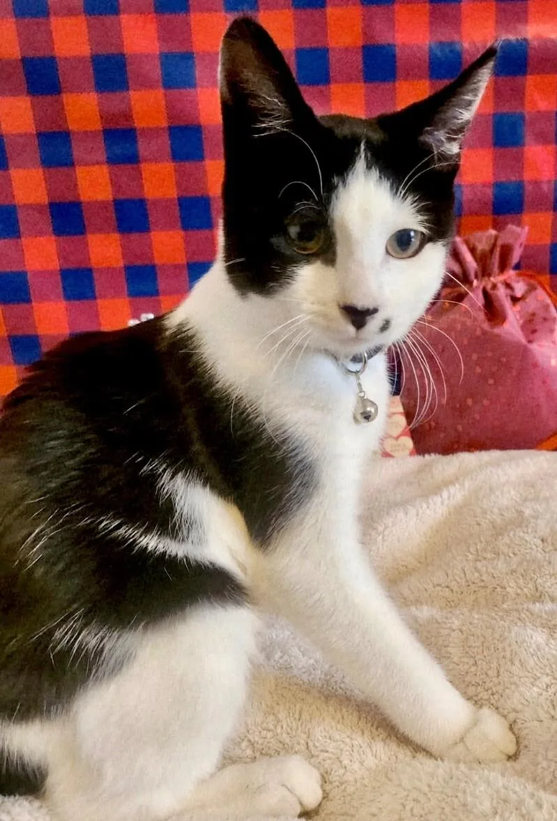 Scarlett Johansson thumbnail 2