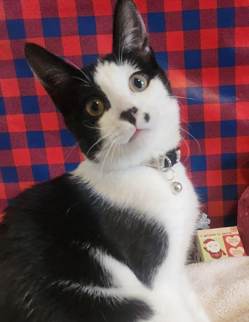 Scarlett Johansson thumbnail 3