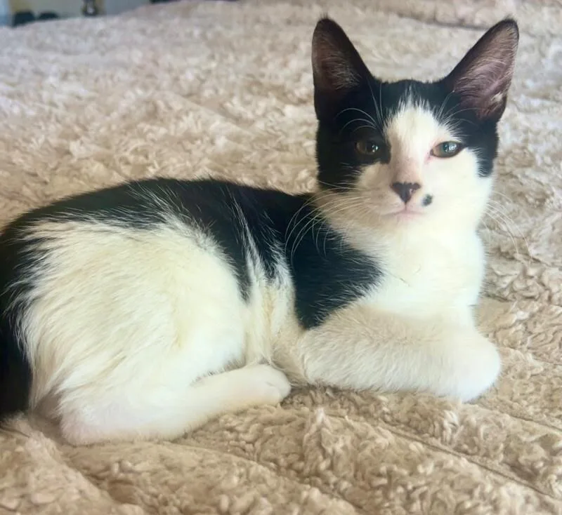 Scarlett Johansson thumbnail 4