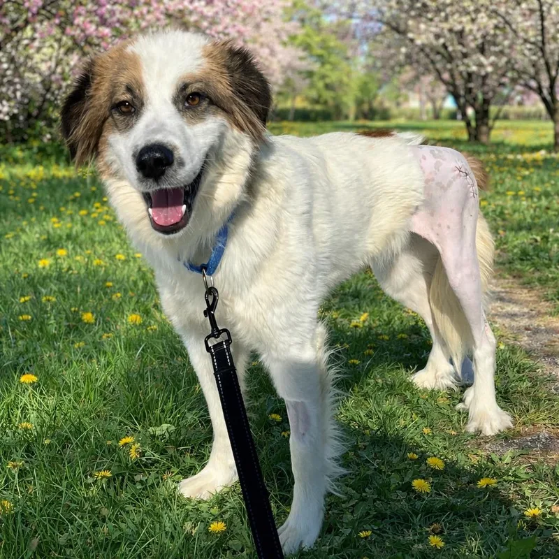 Chicken Pot Pie thumbnail 2