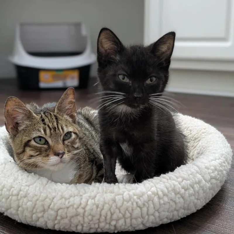 An adult small-sized male Brown / Chocolate Domestic Short Hair cat named Charlie for adoption in Lutz, FL