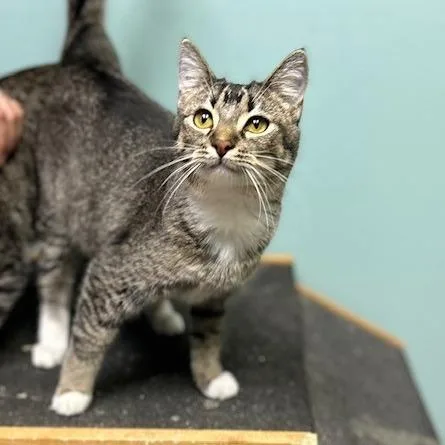 Victoria thumbnail 2