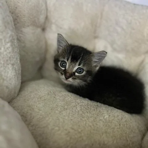 Victoria thumbnail 3