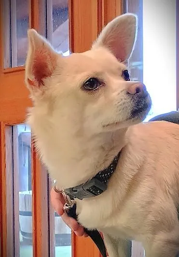 Sherlock thumbnail 5