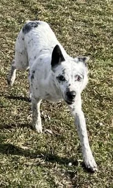 Shockey  Courtesy Listing thumbnail 3