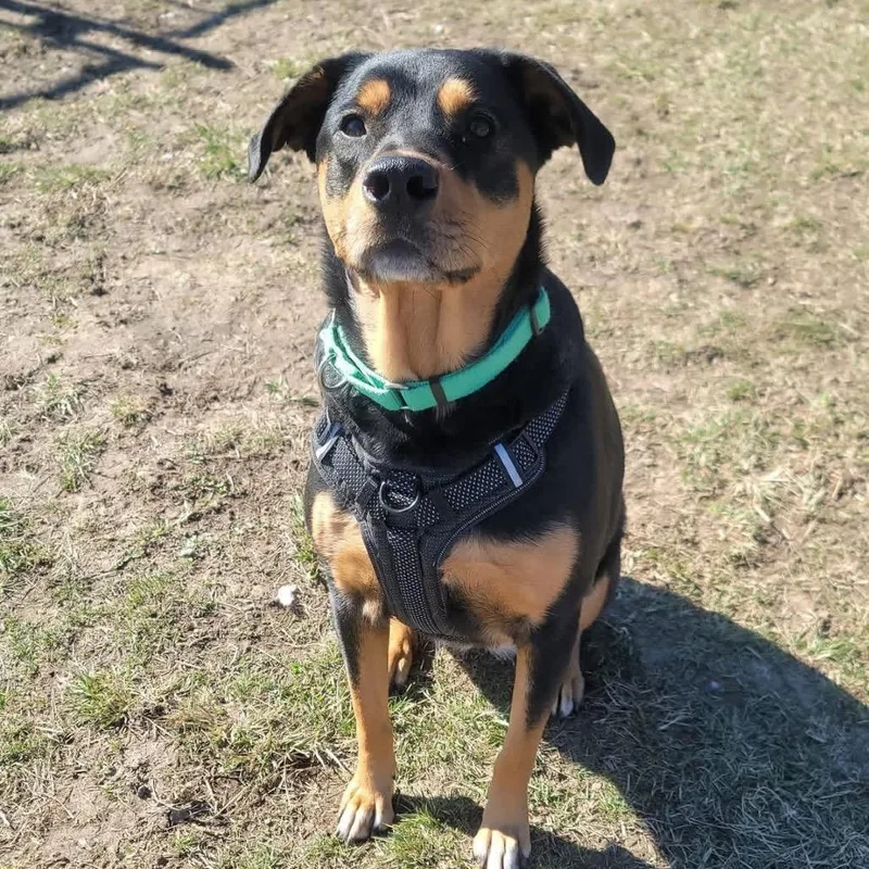 Luna Ginny thumbnail 2