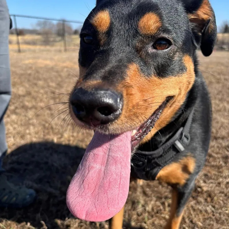 Luna Ginny thumbnail 3