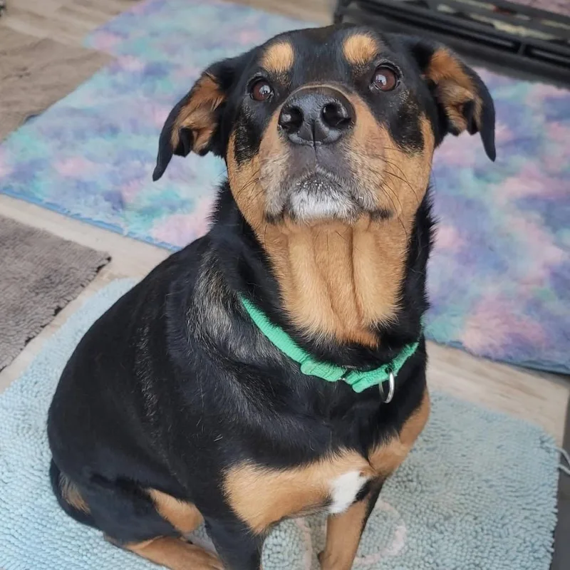 Luna Ginny thumbnail 4