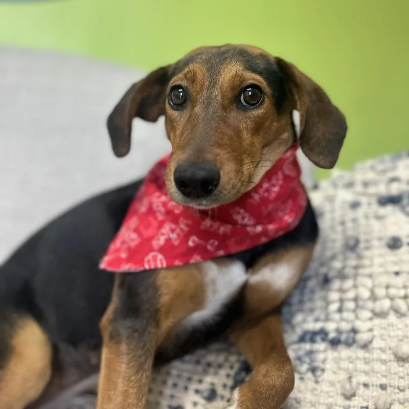 Mae West thumbnail 2