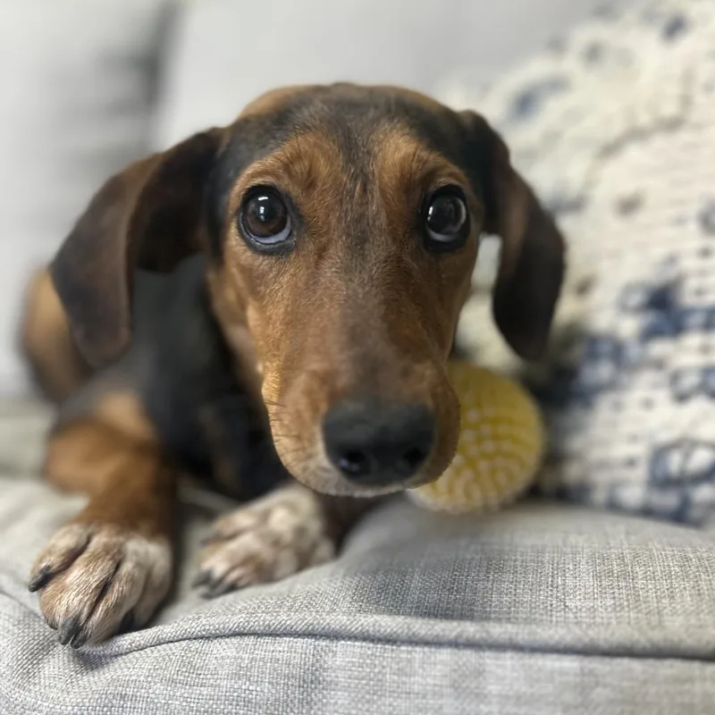 Mae West thumbnail 3