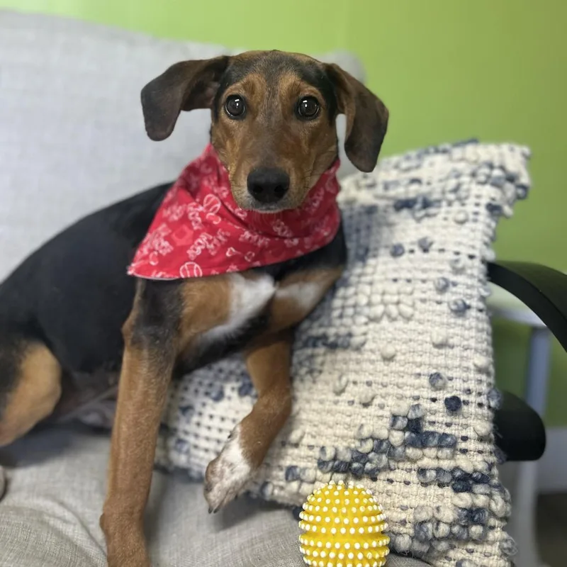 Mae West thumbnail 4