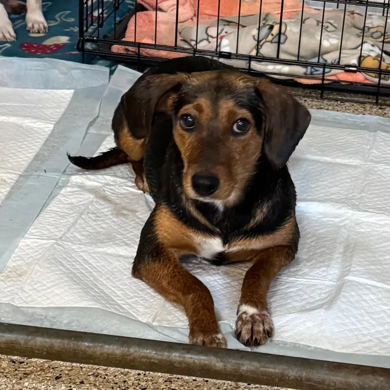 Mae West thumbnail 6