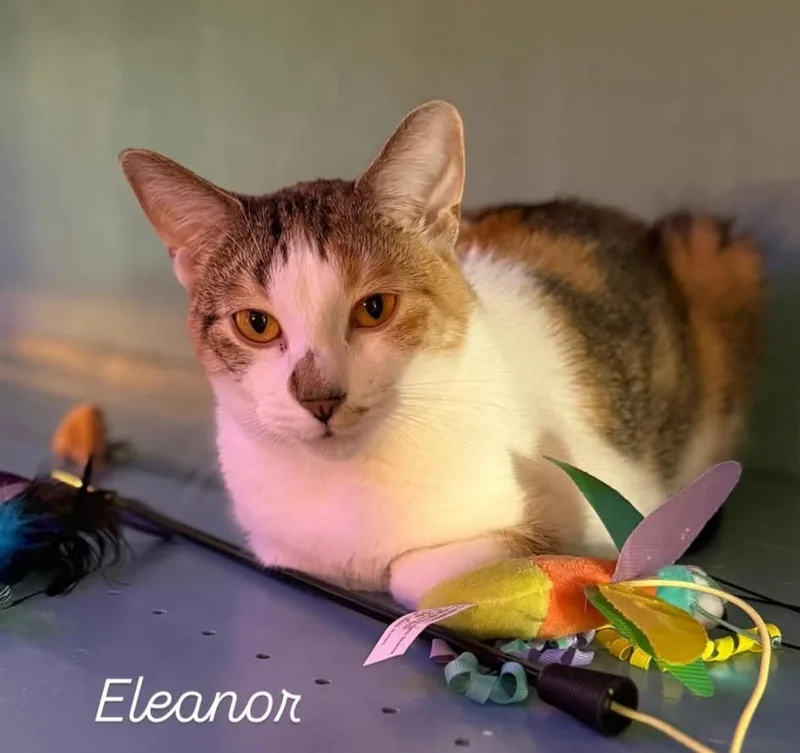 Eleanor thumbnail 6