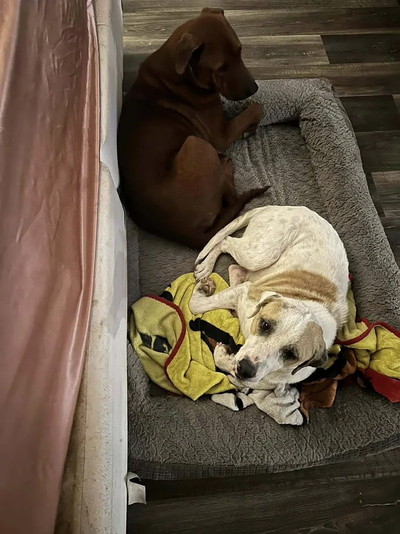 Charlie Navasota  Tx thumbnail 2