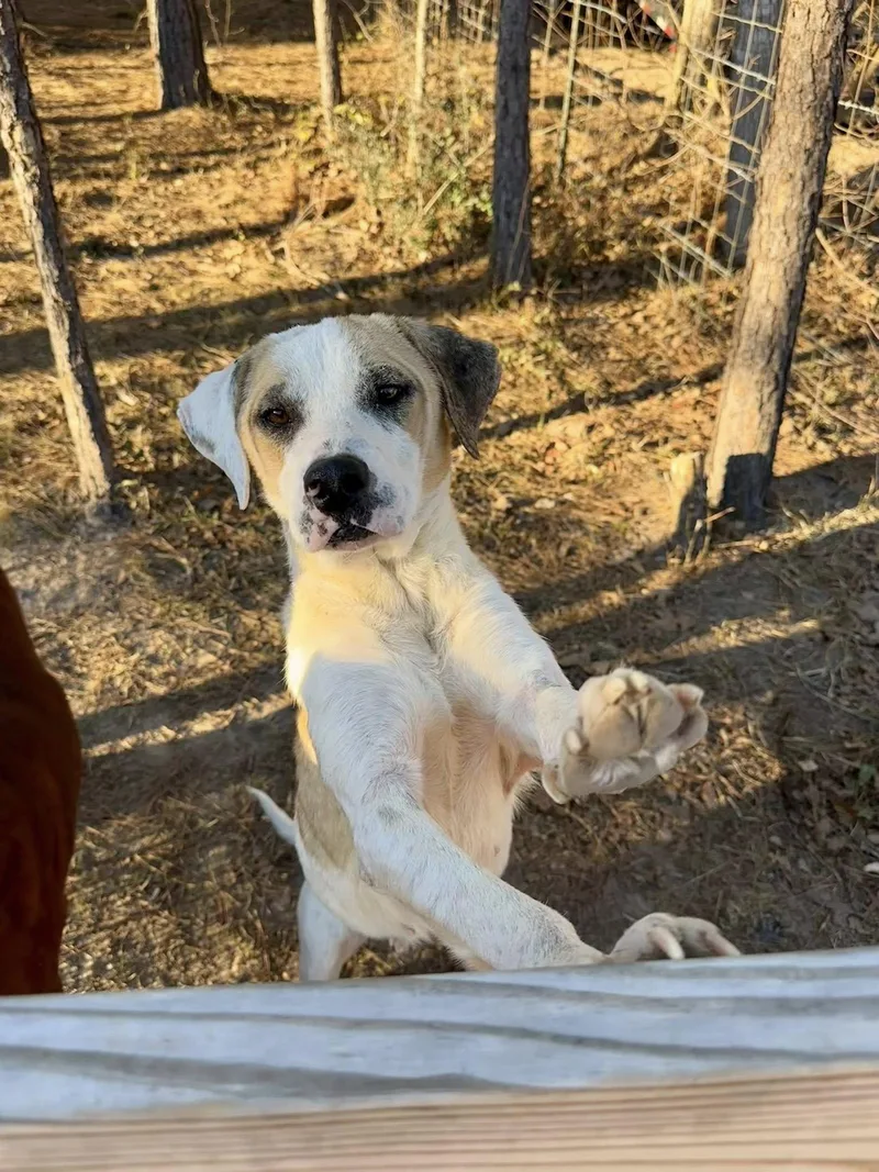 Charlie Navasota  Tx thumbnail 3