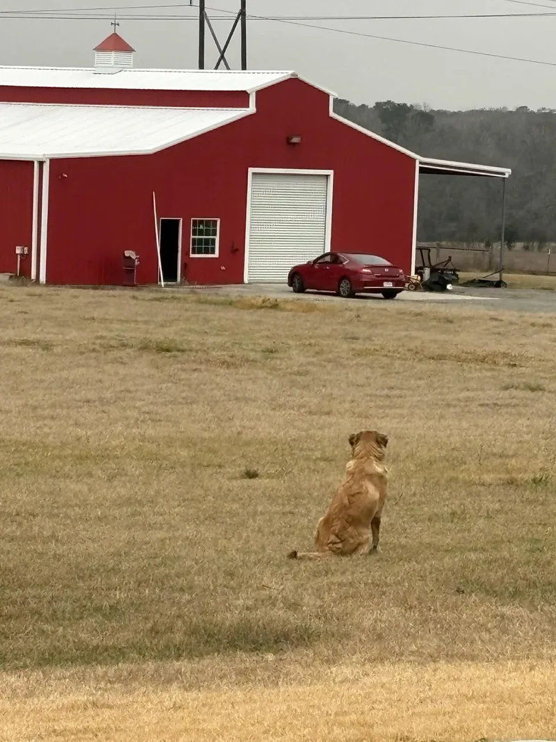 Ella Woodlands  Tx thumbnail 2