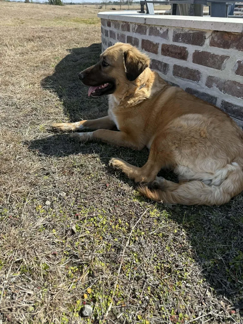 Ella Woodlands  Tx thumbnail 4