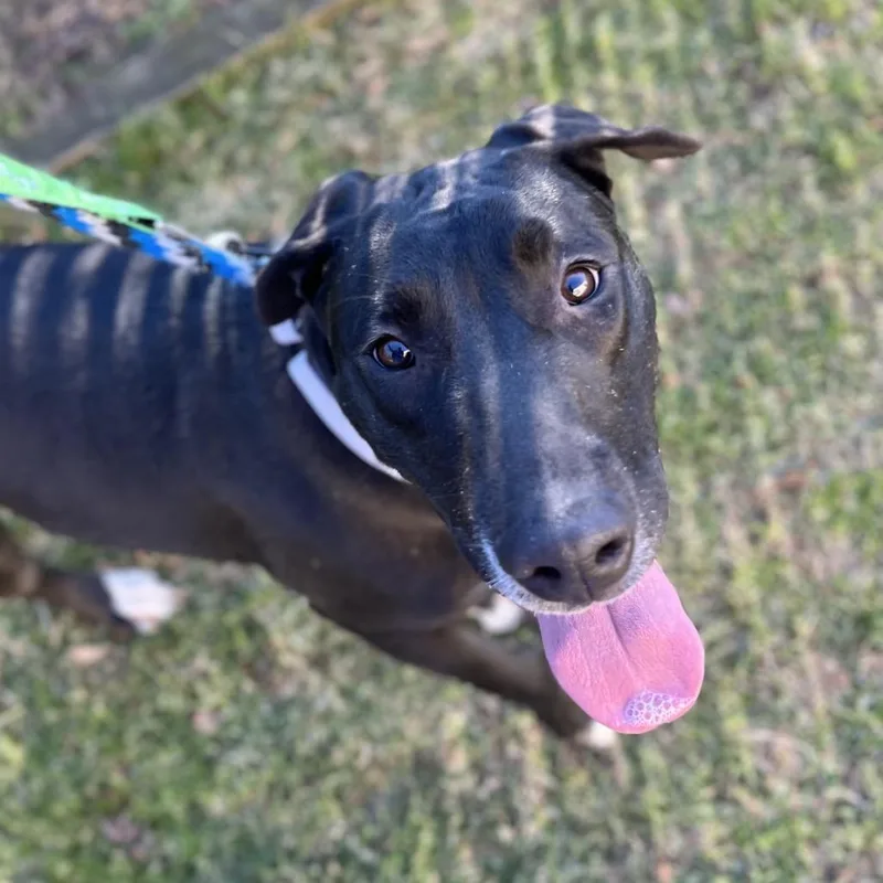 Savannah Banana thumbnail 2