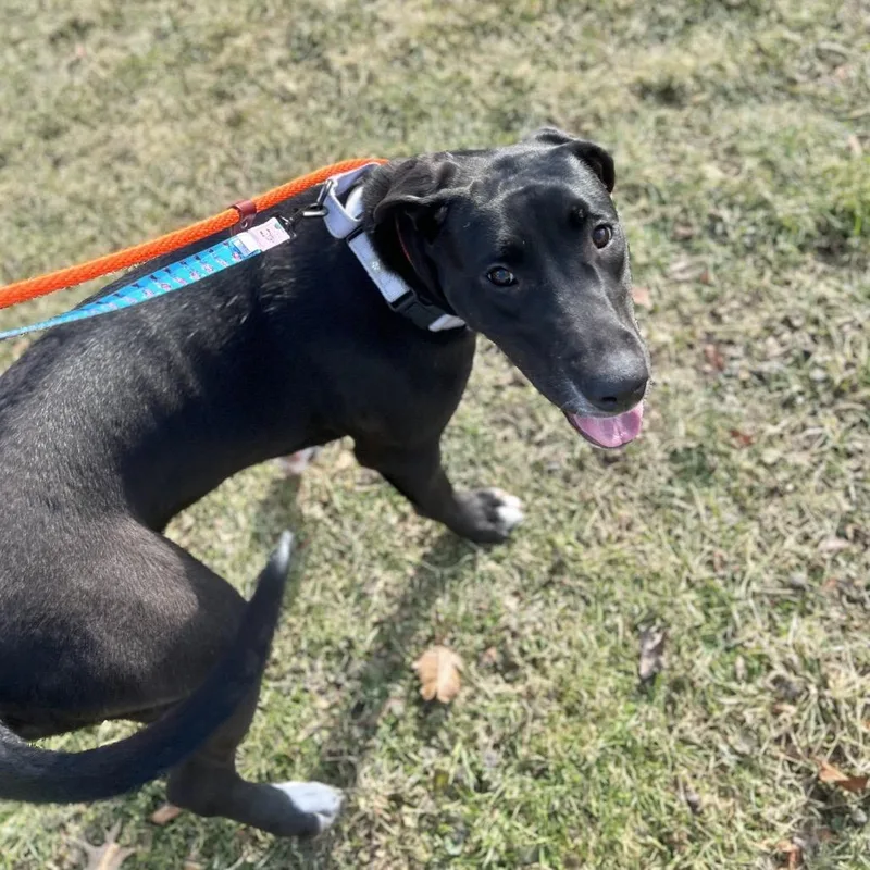 Savannah Banana thumbnail 4