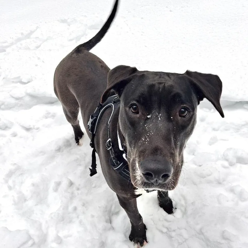 Savannah Banana thumbnail 5