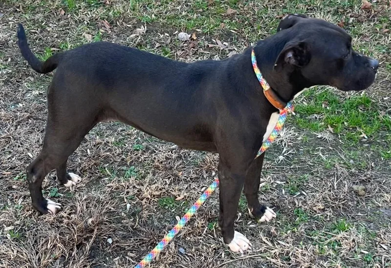 Confetti  She Has thumbnail 2