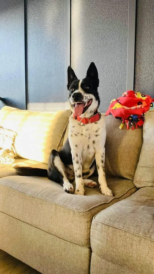 Lois Lane thumbnail 4