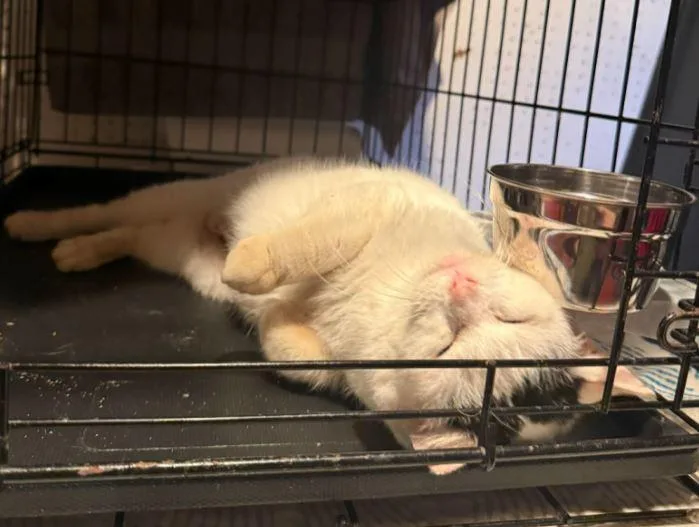 Helga  Sweetest Lil' thumbnail 2