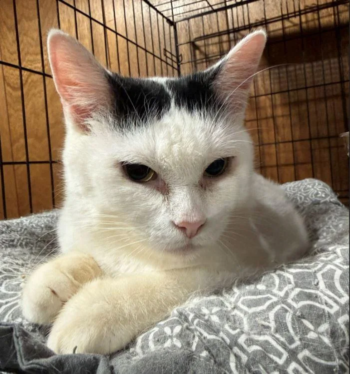 Helga  Sweetest Lil' thumbnail 3