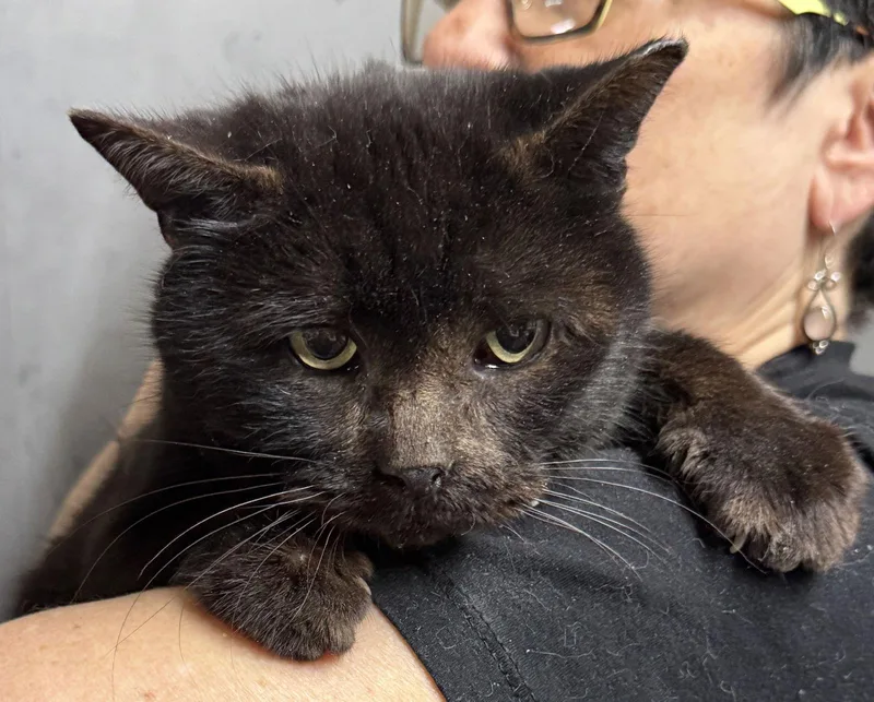 Samantha The Bear thumbnail 2