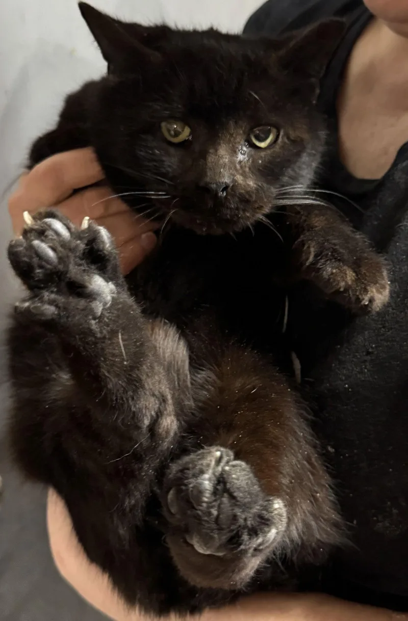 Samantha The Bear thumbnail 3