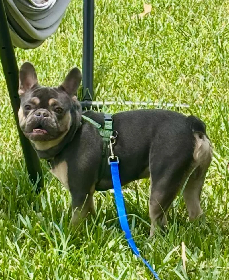 Bailey Risotto   thumbnail 3