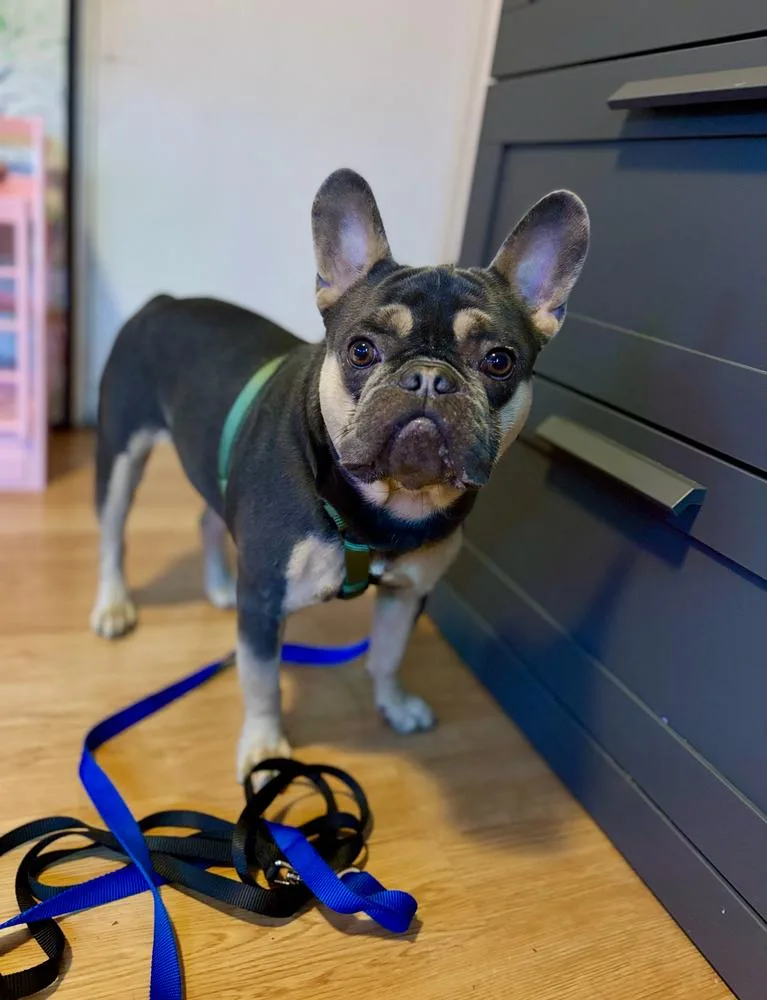 Bailey Risotto   thumbnail 4