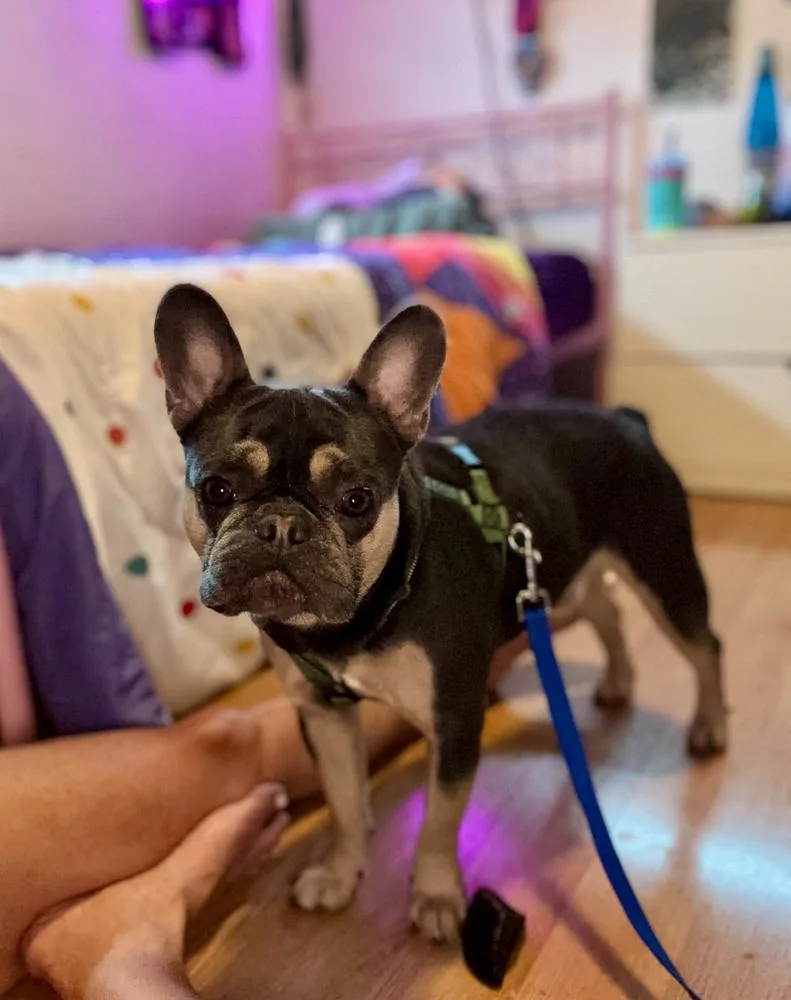 Bailey Risotto   thumbnail 5