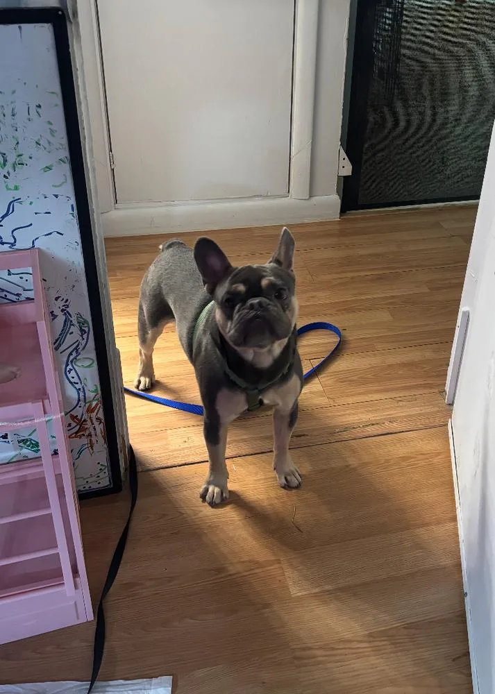 Bailey Risotto   thumbnail 6