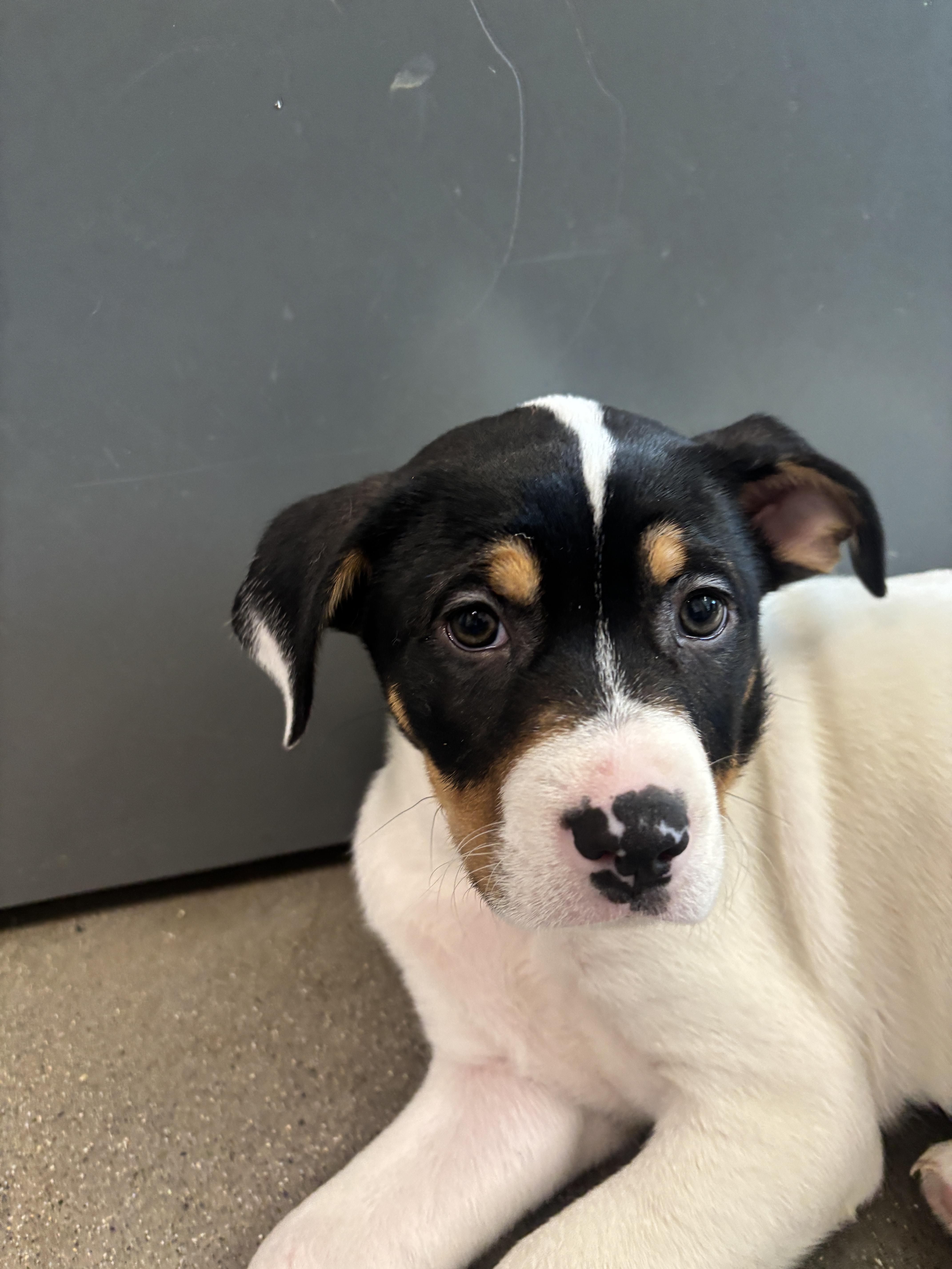 Pirouette thumbnail 2