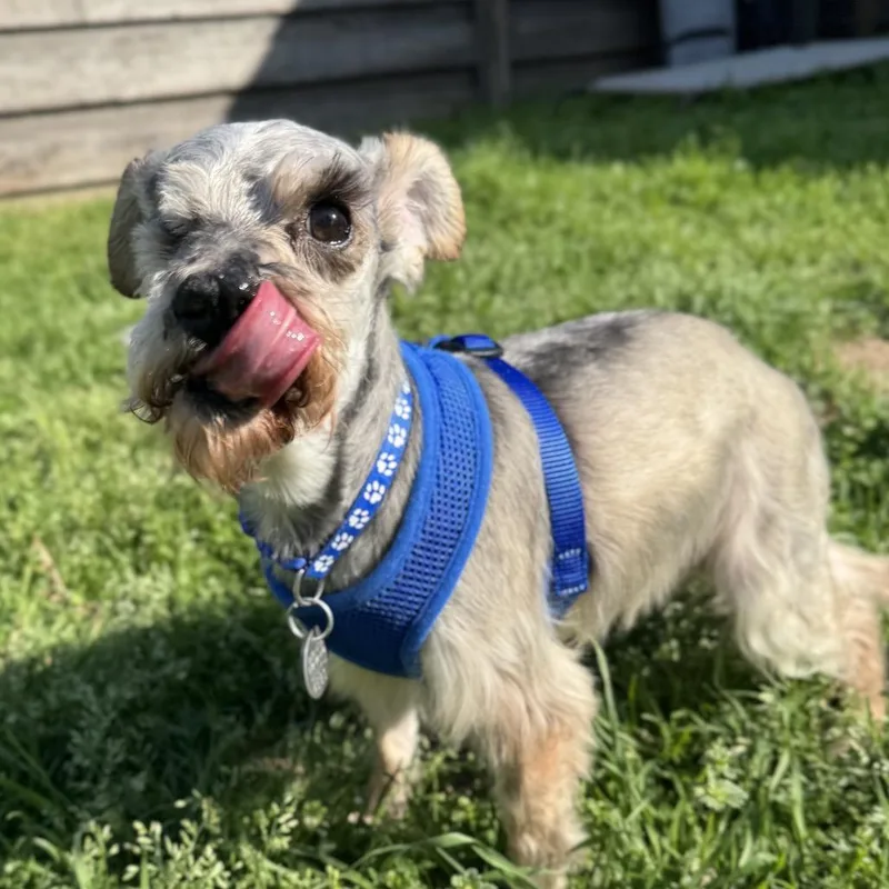 King Louie thumbnail 2