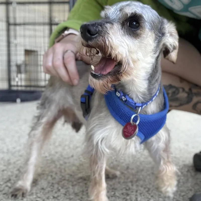 King Louie thumbnail 3